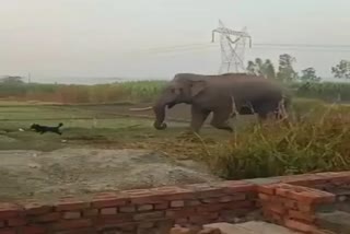 VIDEO: ELEPHANTS ENTERED IN RESIDENTIAL AREA OF DOIWALA DEHRADUN