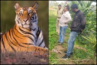 continued-tiger-attack-in-kodagu-increased-anxiety-among-people