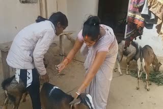 surguja Women doing vaccination of animals