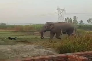 elephants-entered-in-residential-area-of-doiwala