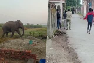 Dehradun  Doiwala  Wild elephant  home and fields  Elephant attack  കൊമ്പന്മാര്‍  ആനകള്‍  ആന  കാടിറങ്ങുന്ന ആനകള്‍  ഗ്രാമം  ഡെറാഡൂണ്‍  ഉത്തരാഖണ്ഡ്  ദൊയ്‌വാല  വൈദ്യുതവേലി  വനം