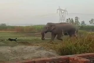 elephant enters village