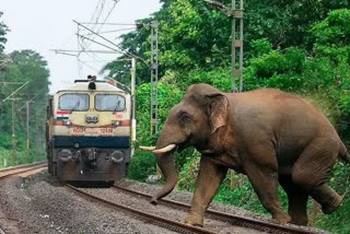 Elephants killed in train accidents