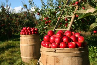 seasonal fruits