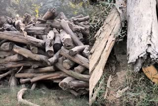 7 lakh wood wasted in Faridabad Municipal Corporation