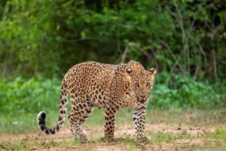 Cheetah roaming in Uttarakhand CM Camp Office