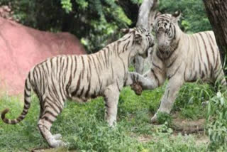 White tiger cubs