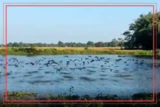 Migratory birds in Assam
