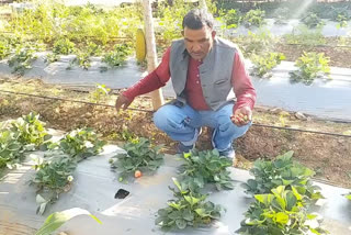 MP Shahdol Farmers shown way by growing strawberr