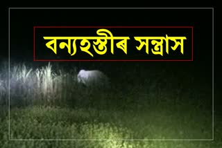 Wild elephant tense situation at Dergaon