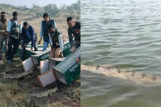 morena chambal river 30 crocodiles babies released