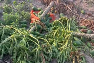 Farmers Papaya Tree Cut Aurangabad