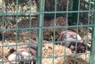 captured leopard in