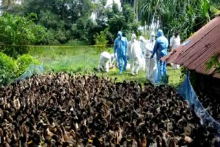 bird flu  kottayam  bird flu in kottayam  bird flu confirmed three places in kottayam  പക്ഷിപ്പനി  ആർപ്പൂക്കര  വെച്ചൂർ  നീണ്ടൂർ  എച്ച്5 എൻ1  കോട്ടയത്ത് പക്ഷിപ്പനി