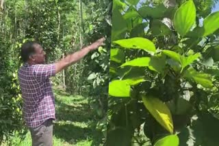 black pepper theft  black pepper  black pepper theft in kattapana  latest news in idukki  latest news today  കുരുമുളക്  കുരുമുളക് മോഷണം  വിളവെടുപ്പിന് പാകമായ കുരുമുളക്  ആന്‍റണിയുടെ ഉടമസ്ഥതയിലുള്ള കൃഷി  ഇടുക്കിഏറ്റവും പുതിയ വാര്‍ത്ത  ഇന്നത്തെ പ്രധാന വാര്‍ത്ത