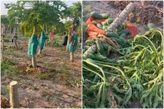 papaya-garden-has-been-cut-by-opposition-after-daughter-in-law-won-gram-panchayat-elections-in-maharashtra