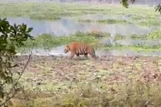 Tiger rested on road in Burapahar Range of Kaziranga National Park