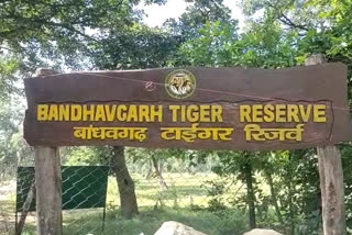 Bandhavgarh and Kamha Tiger Reserve