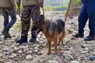 dog-rani-in-rajaji-tiger-reserve