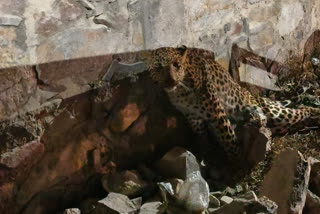 Leopard Injured in accident died in Jaipur