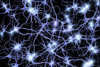 Neurons responsible for maintaining body temperature identified : Study