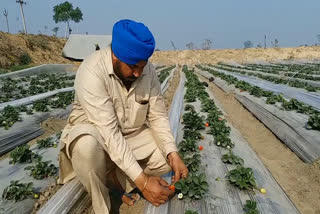Strawberry Cultivation in Mansa