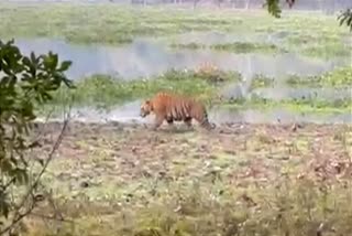 Royal Bengal Tiger taking rest on a visitors way in Kaziranga