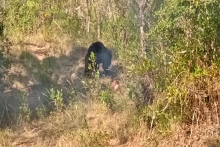 A bear attacked and killed a person