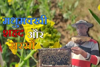 Mustard farming in Nuh beekeeping