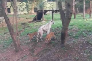 The white tiger Tara playing with her cubs