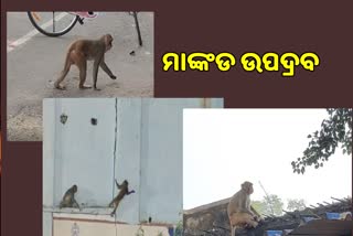monkey menace in deogarh