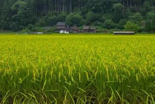 Of paddy fields and barbed wires, the story of a TN 'airport' village