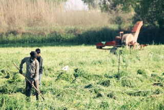 Green peas growers in MP stage protest