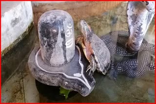 Tortoise Hugs Shivling