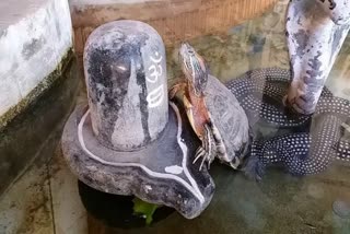 turtle hugging in shivling