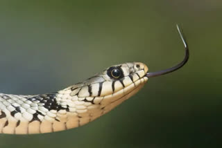 Snake bites man in field, man capture and carries snake for treatment