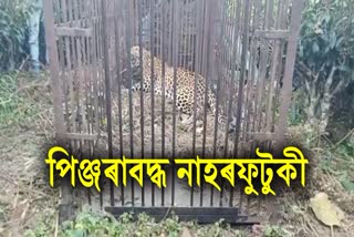 Leopard caged in Jorhat