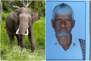 elephant trampled the farmer