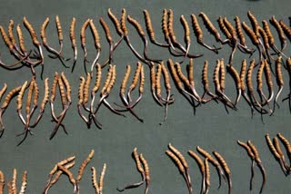 himalayan cordyceps gold