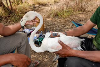 satellite tracking of maharashtra migratory birds