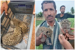 Cheetah cub found near home