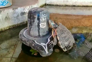 Tortoise hugs Shivling  Bhavnath Temple at Gujrat  Supernatural phenomenon seen  ಭಗವಂತ ಮಹಾದೇವ ವಿಷ್ಣು ಭೇಟಿ ಕ್ಯಾಮೆರಾದಲ್ಲಿ ಸೆರೆ  ಭಗವಂತ ವಿಷ್ಣುವು ಆಮೆಯ ಅವತಾರ  ಜುನಾಗಢದ ಭವನಾಥದ ಮಹಾದೇವ ದೇವಸ್ಥಾನ  ಶಿವಲಿಂಗವನ್ನು ಆಮೆಯೊಂದು ಆಲಿಂಗಿಸಿರುವ ಅದ್ಭುತ ದೃಶ್ಯ  ಅದ್ಭುತ ದೃಶ್ಯವೊಂದು ಕ್ಯಾಮೆರಾದಲ್ಲಿ ಸೆರೆ