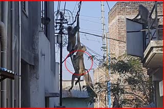 monkey hanged on electric wire