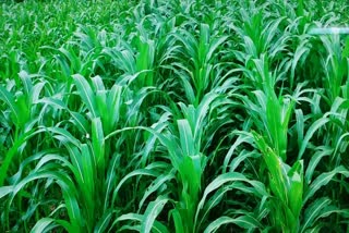 2023 declared International Year Millets