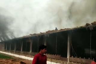 बिहार के बेगूसराय मुर्गा फॉर्म में आग
