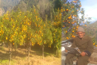 Malta fruit in Rudraprayag