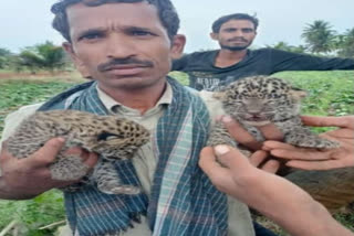 farmers click pictures with leopard cubs