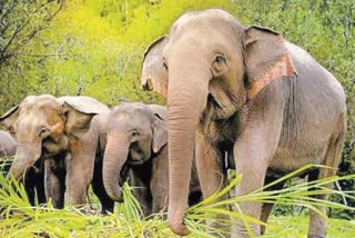 five elephants brought to mp