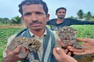 leopard cubs