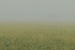 fog beneficial for farmers